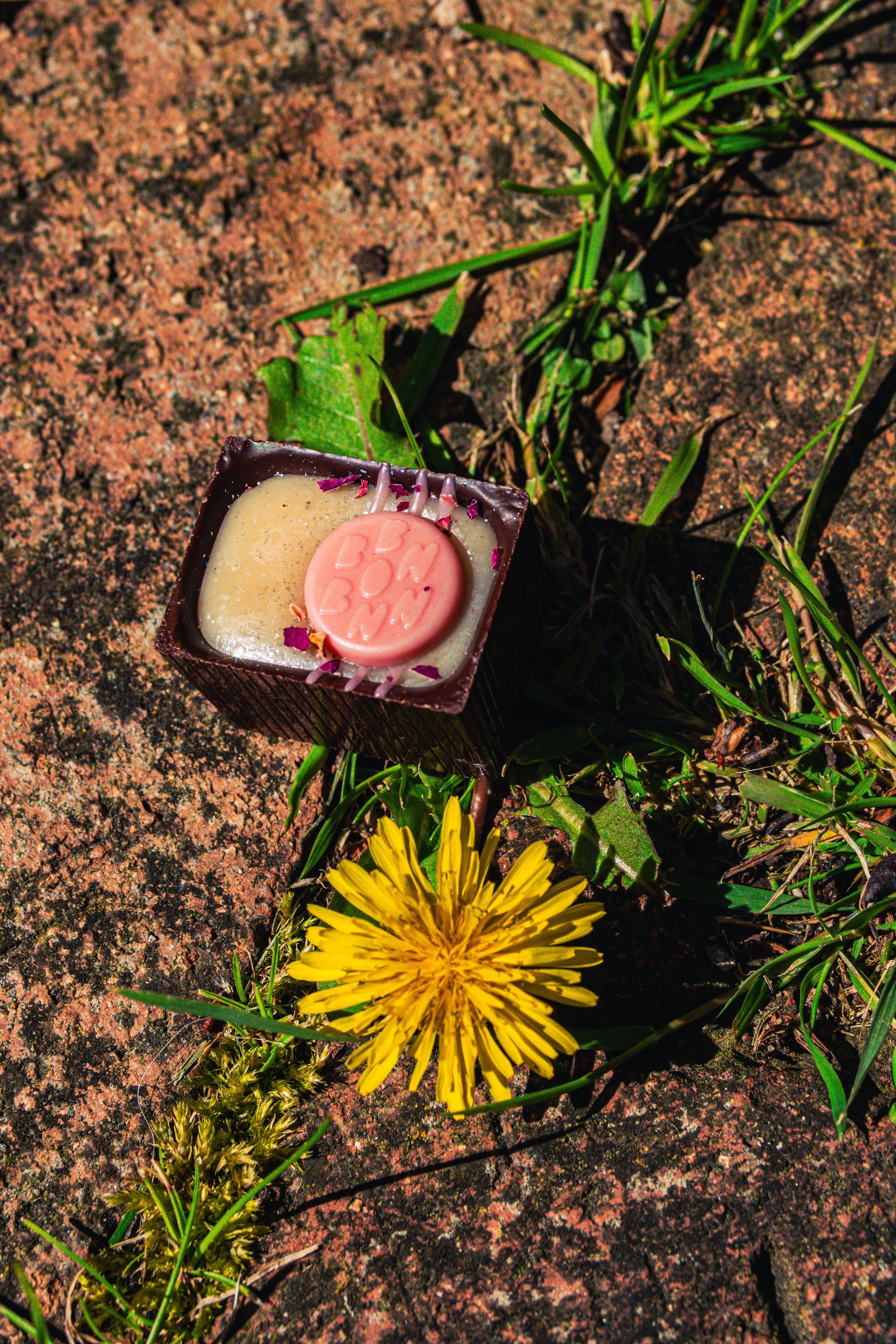 Bon on the ground with dandelion next to it.