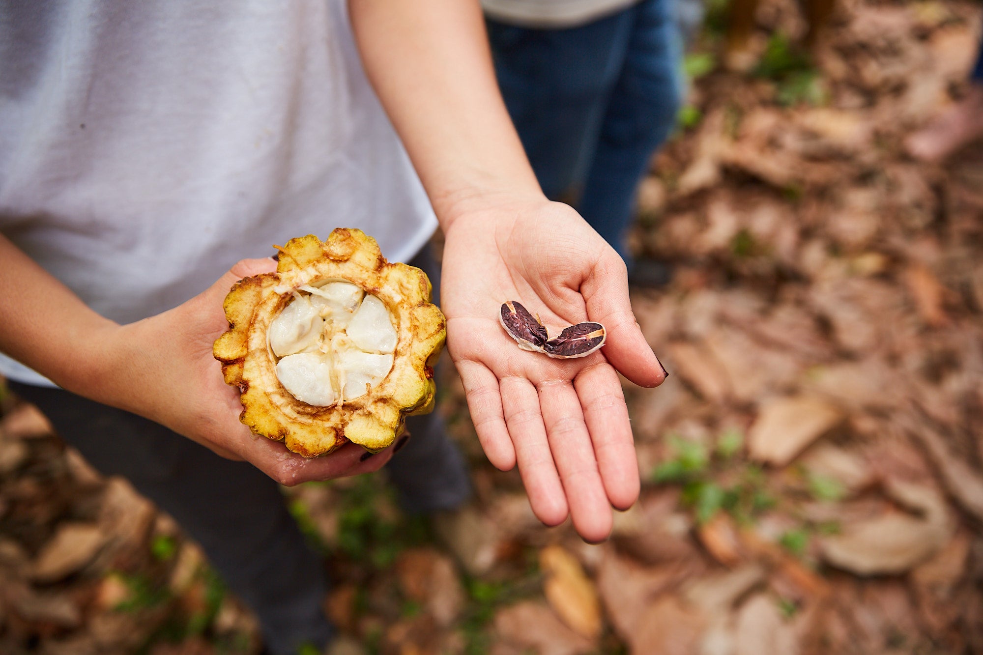 BBB Raises Prices Amid Global Cacao Supply Concerns