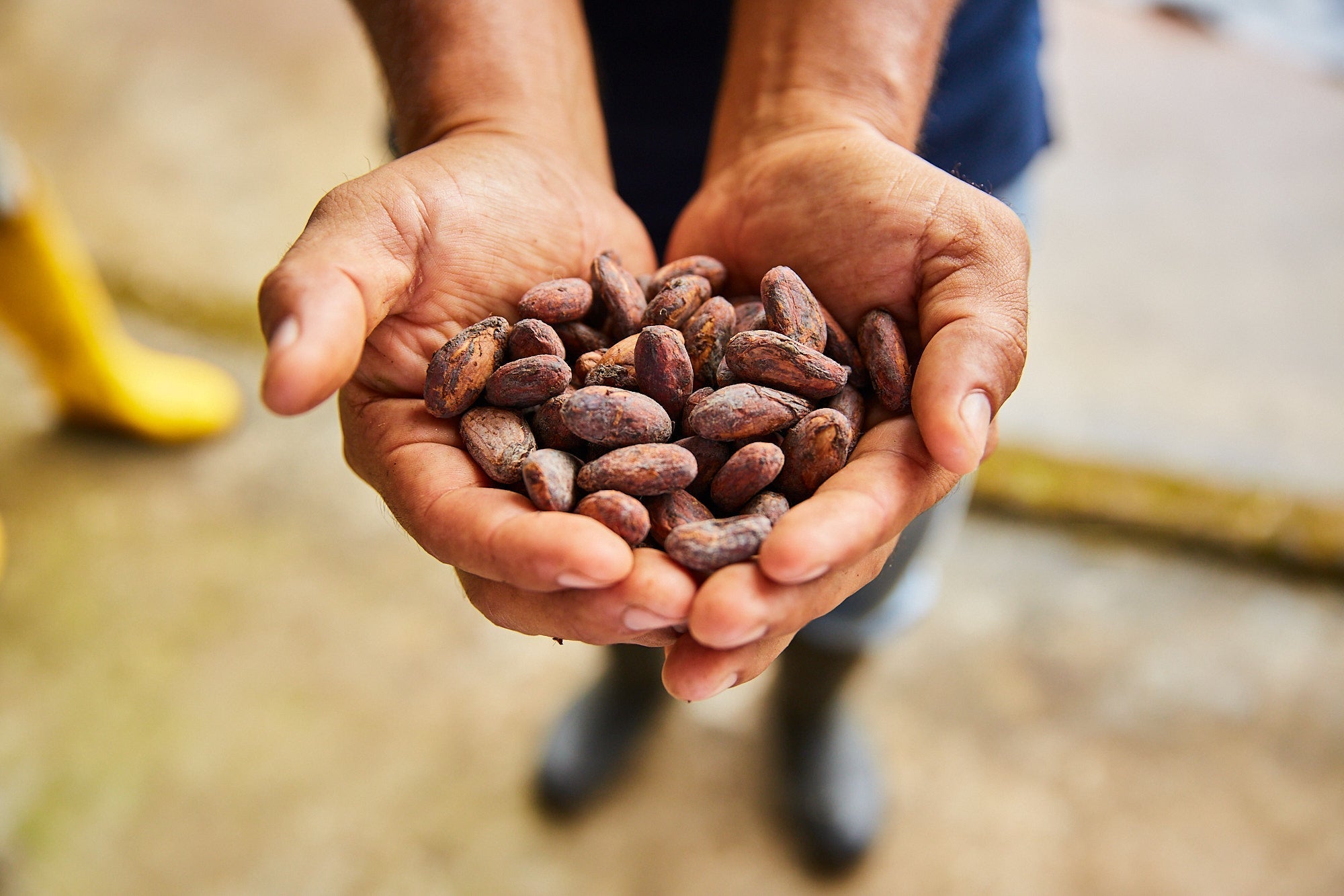 Hands holding cacao beans