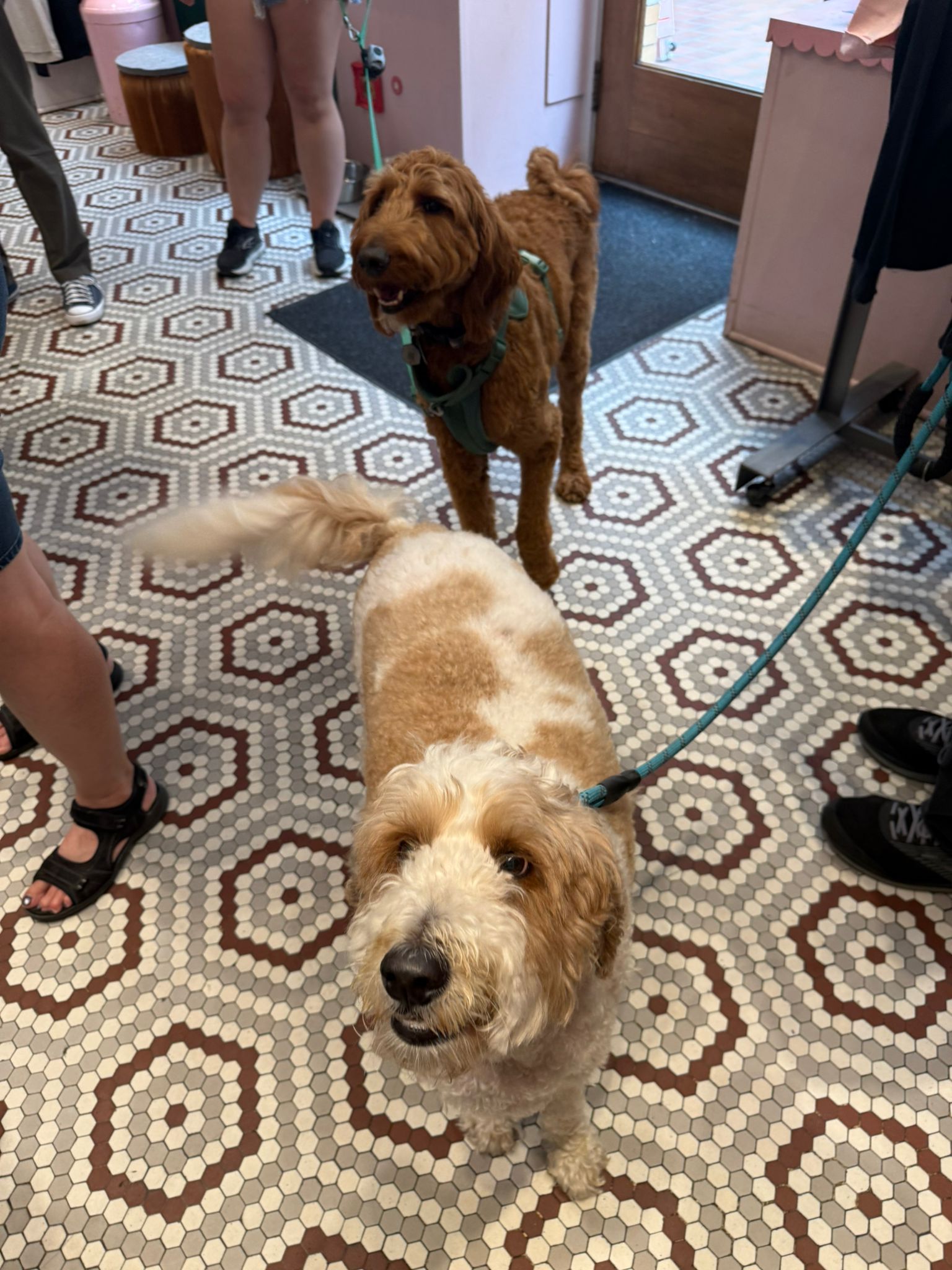 Two dogs on leashes standing on a patterned floor with people partially visible.